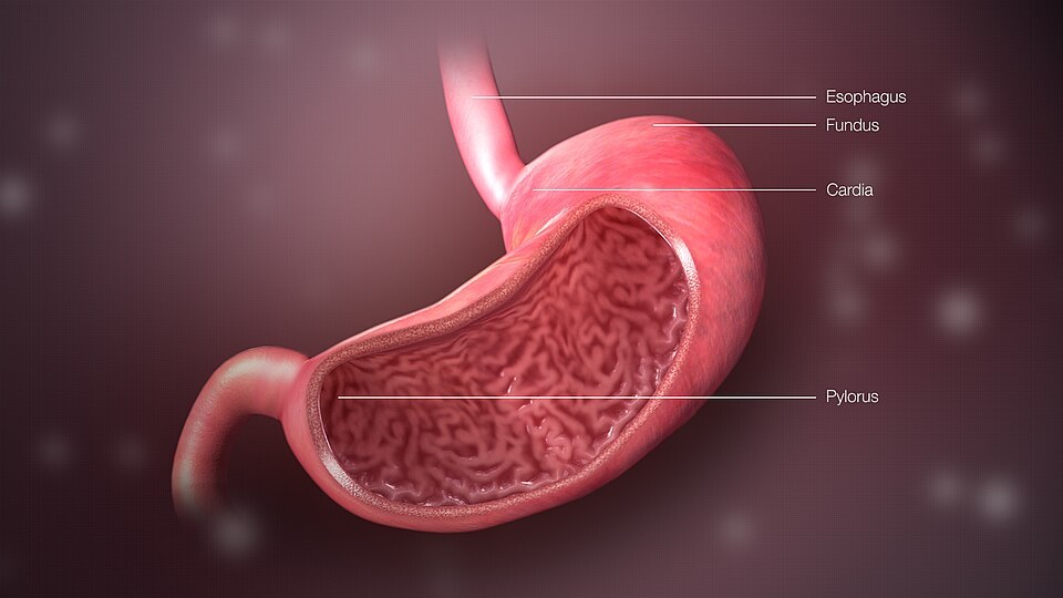 How to Deal With Acid Reflux Quickly and Properly