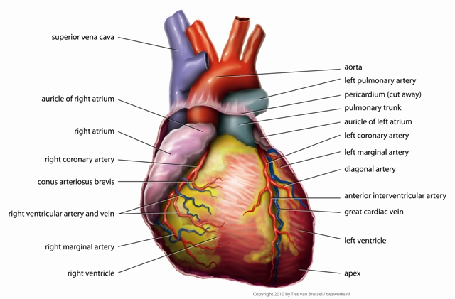 Signs of a Weak Heart That Often Go Unnoticed