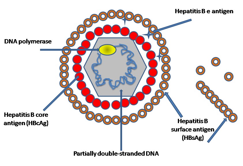 Hepatitis: Kenali Gejala dan Cara Pencegahannya
