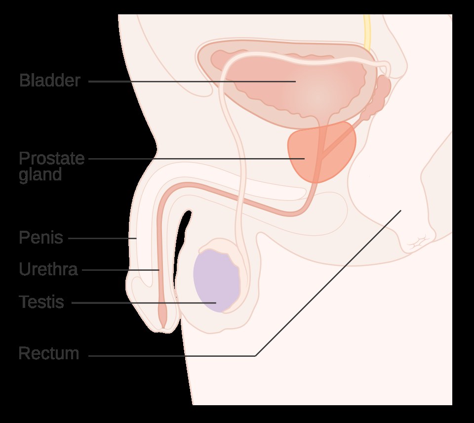 Prostate Cancer: Recognize the Symptoms in Men Early