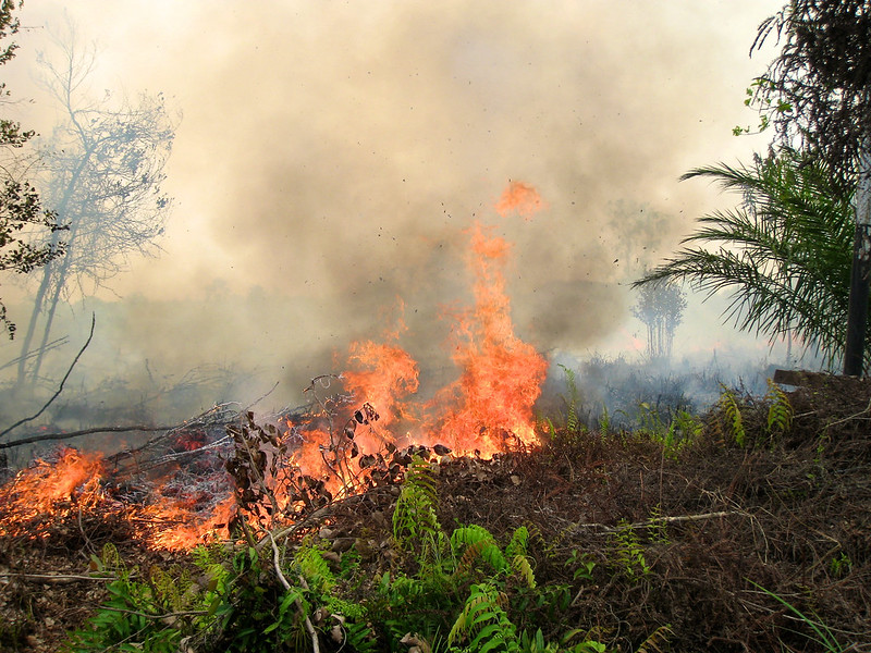 Kebakaran Hutan Tanjung Puting Meluas: 513,89 Ha Terbakar, Terparah di 6 Provinsi