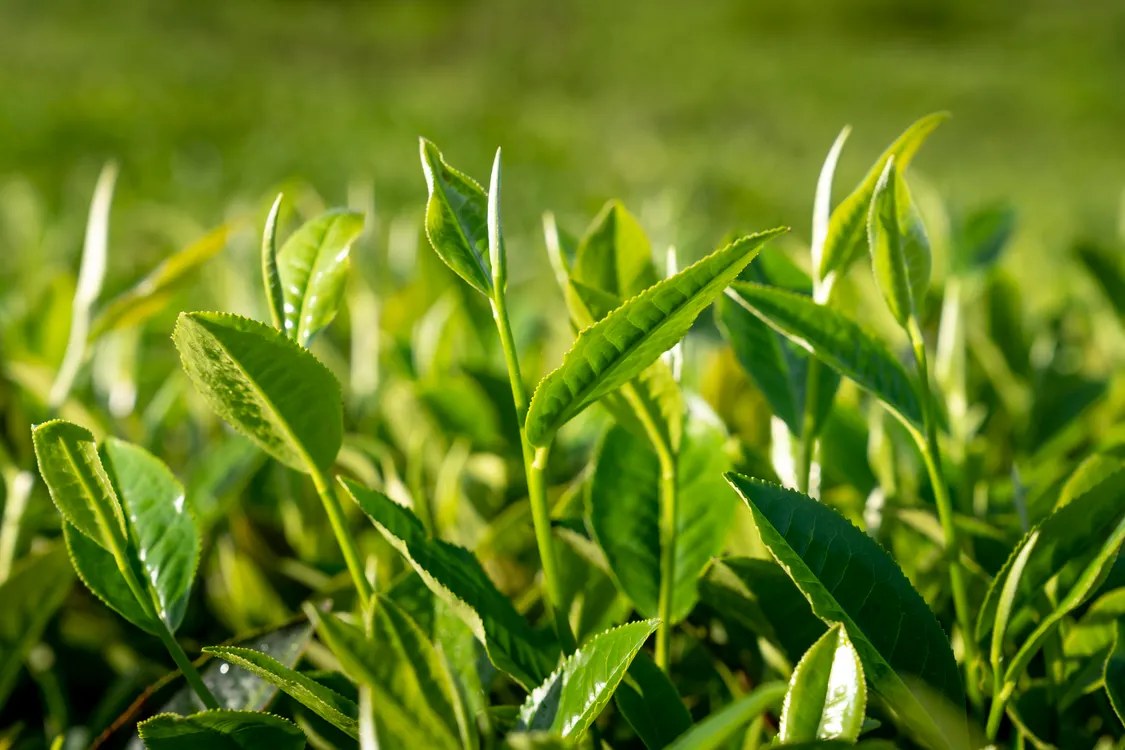 Green Tea Benefits: Heart Care, Fat Burning, and Sharper Focus