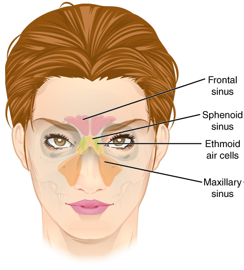 Sinusitis: Symptoms and How to Treat It at Home
